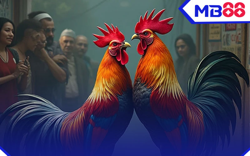 Chơi đá gà tre tại MB88 đá gà online trực tiếp