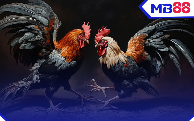 Chơi đá gà online tại đá gà MB88 với giao diện dễ chơi, dễ thắng. 