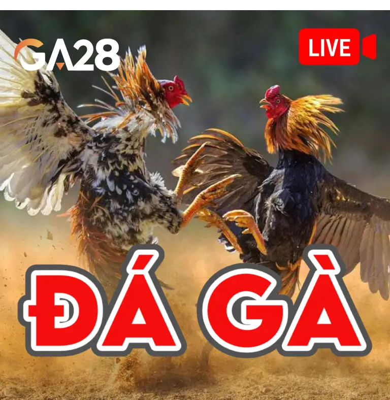 ga28 ga28 cockfight